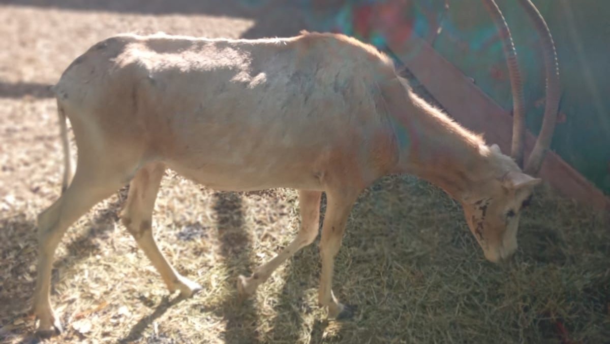 Zoológico de Culiacán no cuenta con especialistas para brindar la atención a su fauna silvestre | Especial