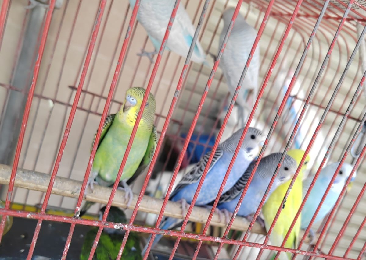 Continúa la venta ilegal de aves silvestres como pericos, loros, canarios y cardenales. (Milenio Policía)