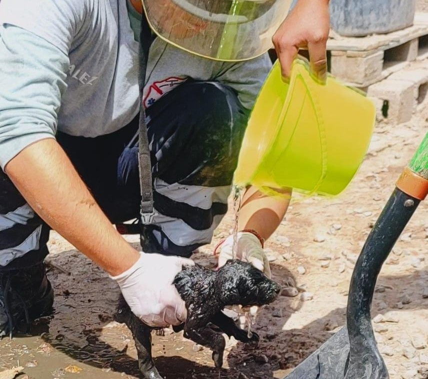 Una vez liberado, el cachorro fue limpiado y reanimado. (Damián Ramírez)