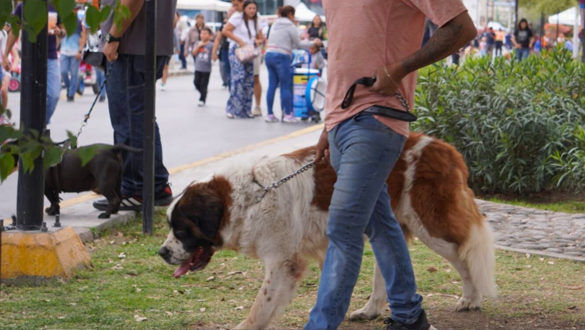 El Paseo Colón se realiza cada domingo en la calzada Colón de Torreón, ofreciendo actividades gratuitas para todas las edades. | Antonio Ramírez
