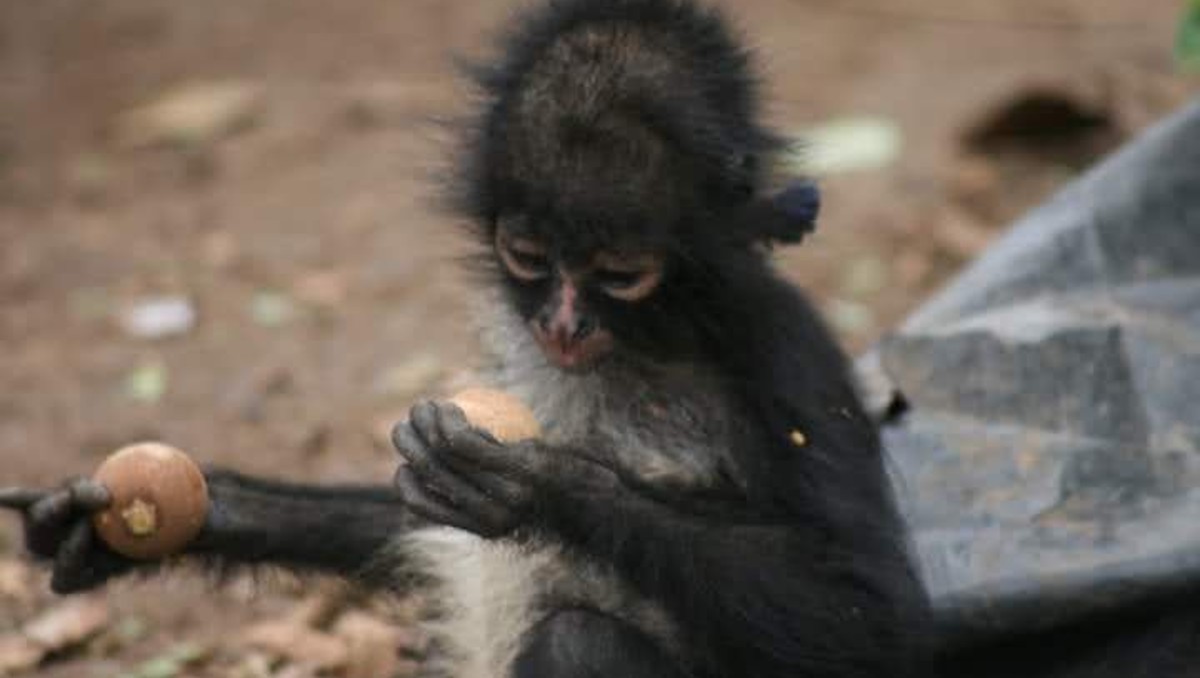 Profepa implementa protocolo de atención a primates por temporada de calor | Profepa