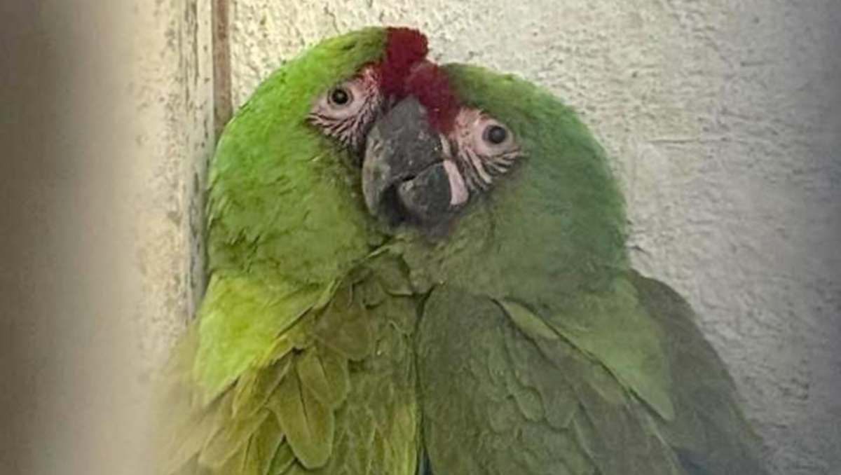 Las aves presentaban daños en su alas, por lo que recibirán tratamiento (Foto: Cortesía)