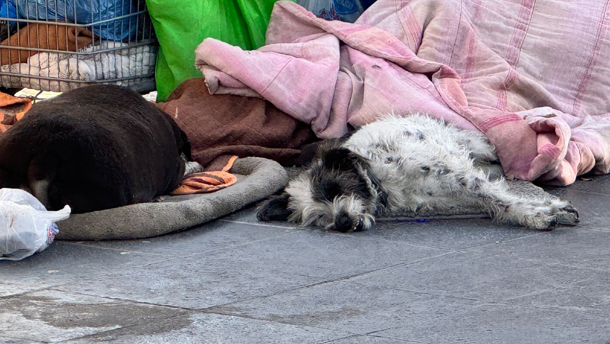 El lomito yacía junto a las cobijas de su dueño quién perdió la vida este sábado (Foto: Usi Toledo)