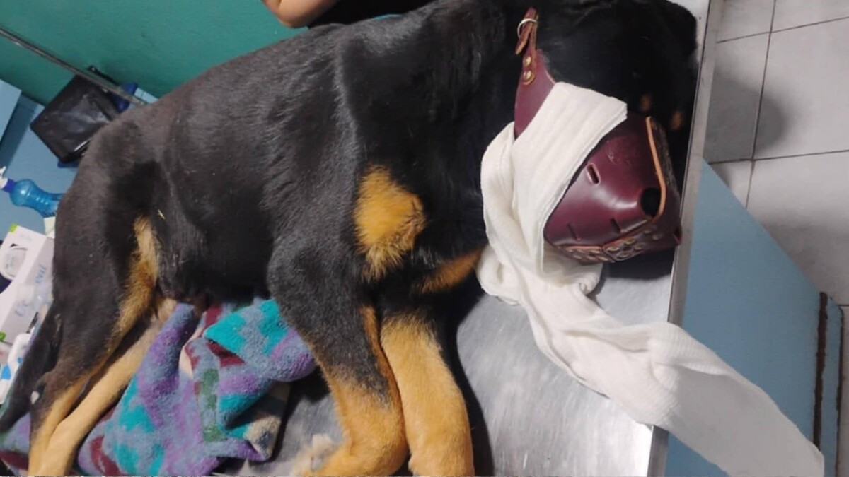 El perrito golpeado con un tubo en Hidalgo se encuentra en estado grave con tres fracturas