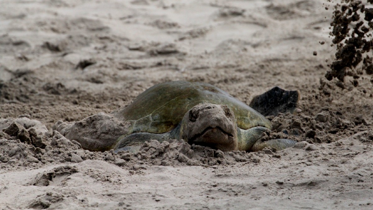 Presencia de tortuga lora encanta a locales y visitantes en playa Miramar. (Sergio Sánchez)