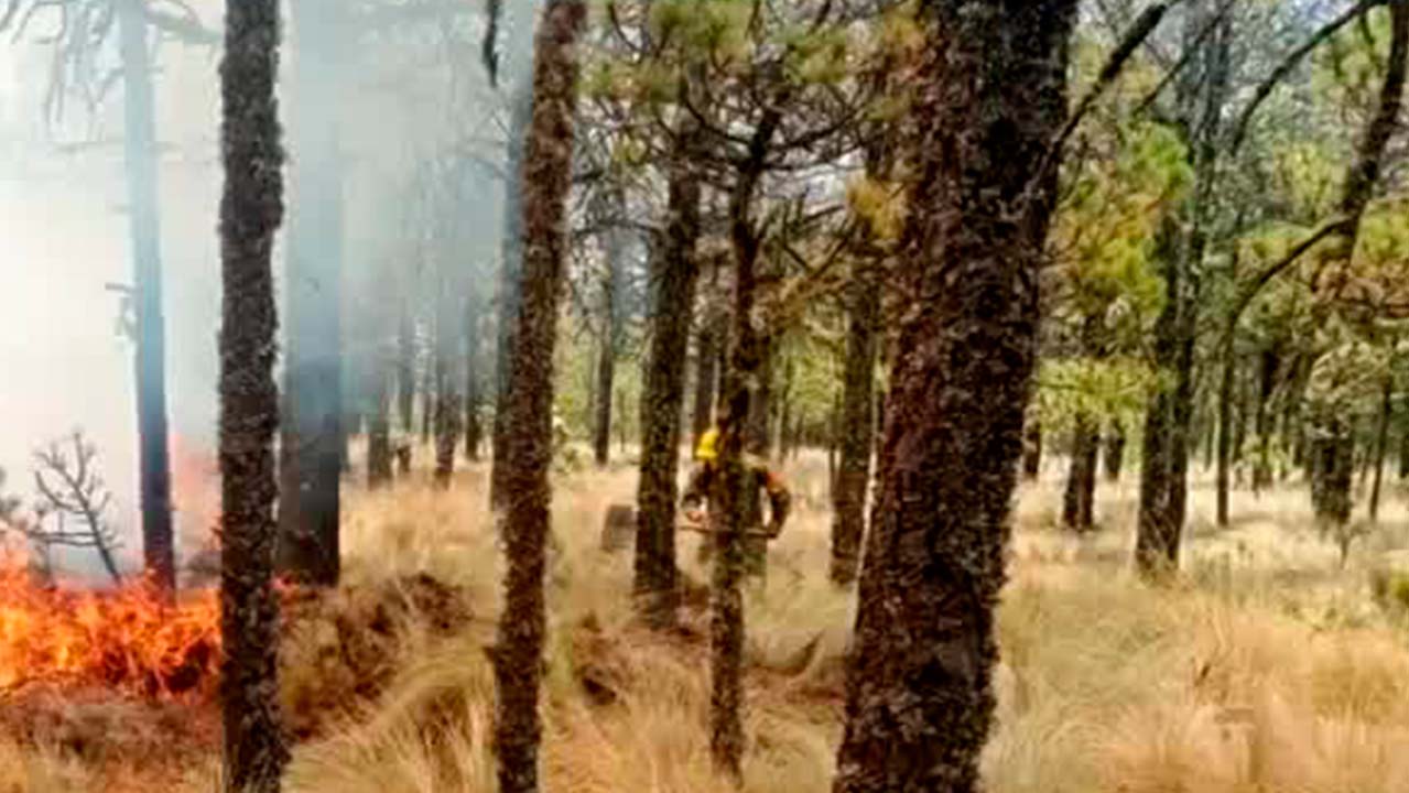 Elementos de la Defensa combaten incendio en Veracruz
