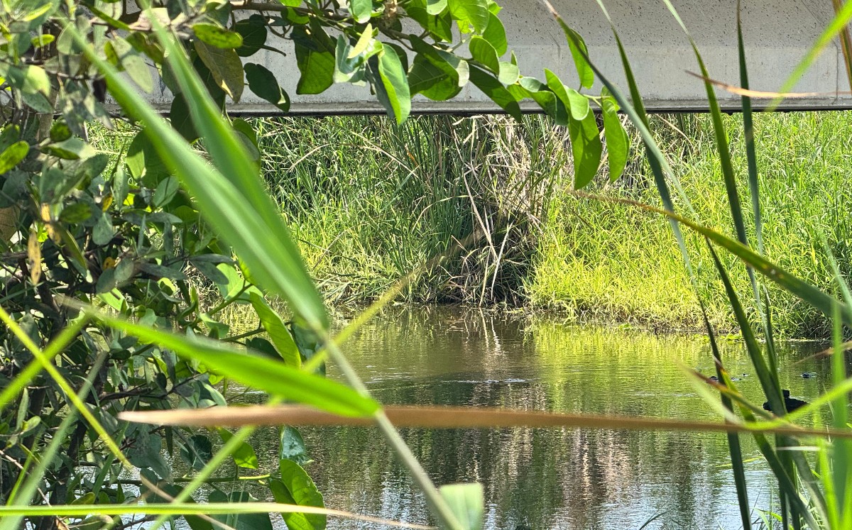 Encuentran a mujer flotando en laguna de Altamira; Fiscalía investiga crimen como feminicidio