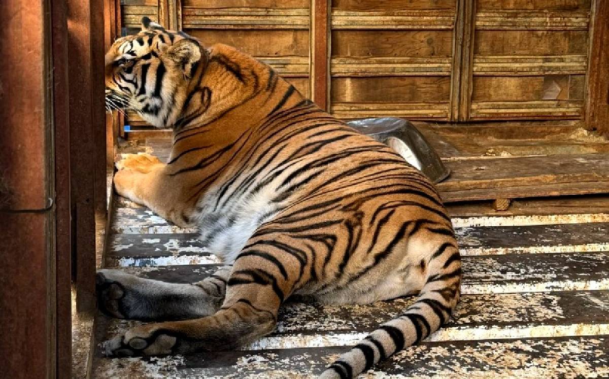 FGR asegura tigre en cateo en Baja California