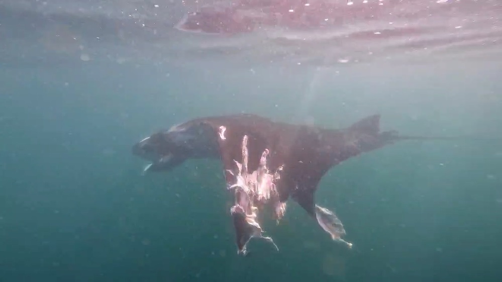 Mantarrayas gigantes en grave riesgo por proyecto “Escalera náutica” en Bahía de Banderas