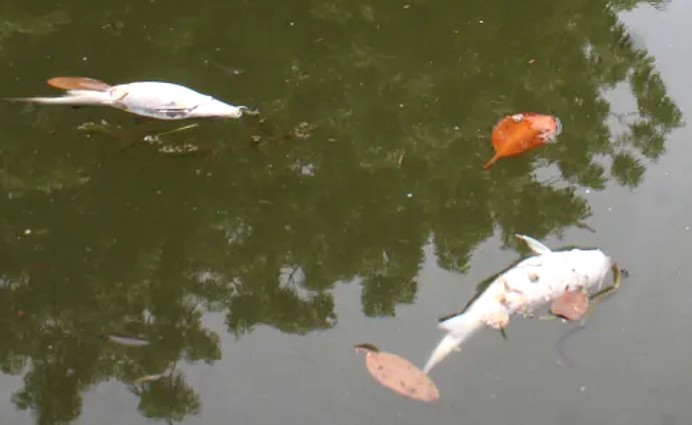 Mortandad de peces en laguna 'La Toquilla' en Altamira. (Yazmín Sánchez)