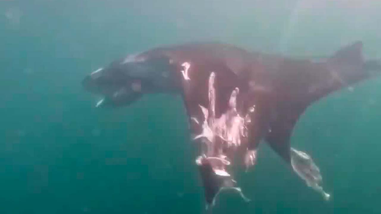 Proyecto Escalera Náutica pone en riesgo a los animales marinos en Puerto Vallarta | Milenio Hábitat