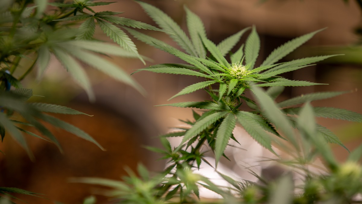 Autoridades aseguraron 83 kilos de mariguana en una empresa de paquetería en Jalisco. | Imagen de referencia: Freepik