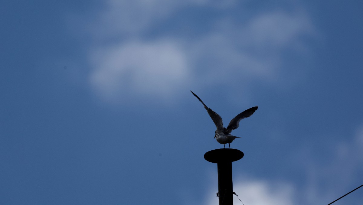 Un ave posa sobre la chimenea que anunciará al nuevo Papa | Foto: Reuters