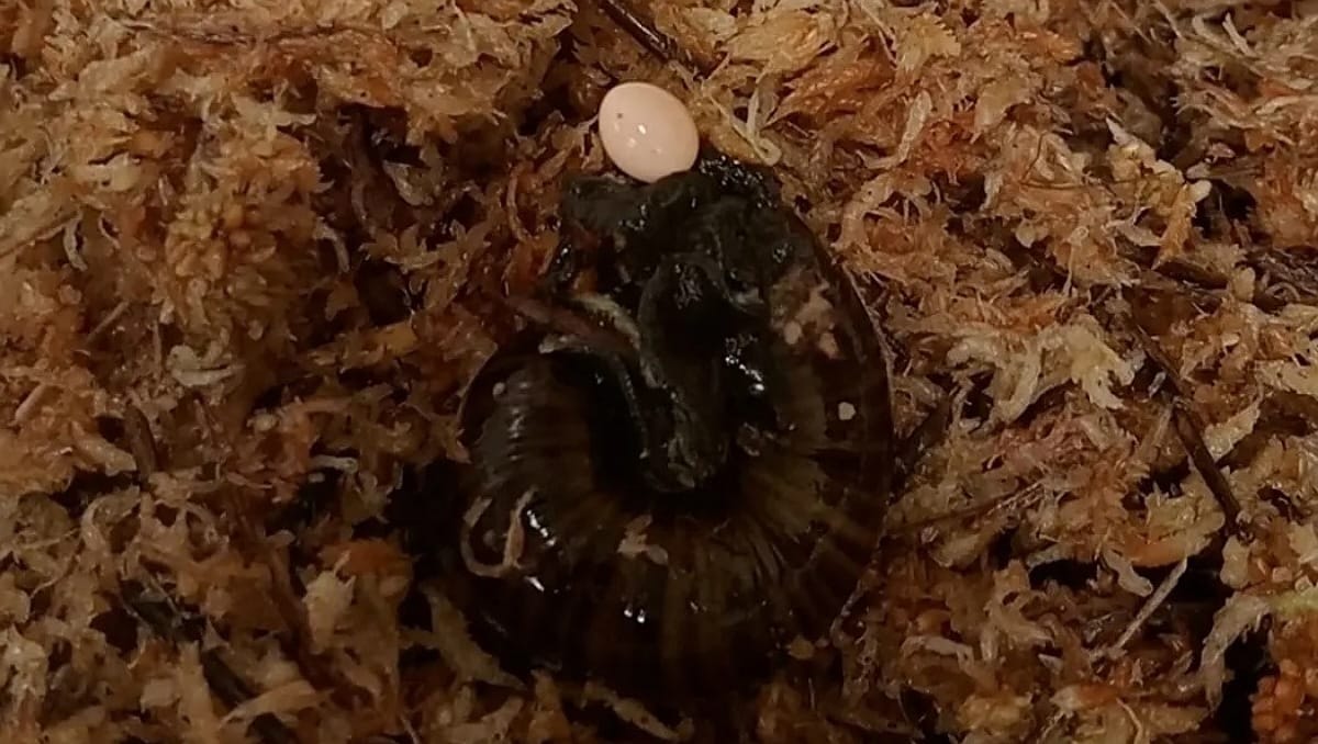 Caracol sorprende a los científicos | Redes Sociales