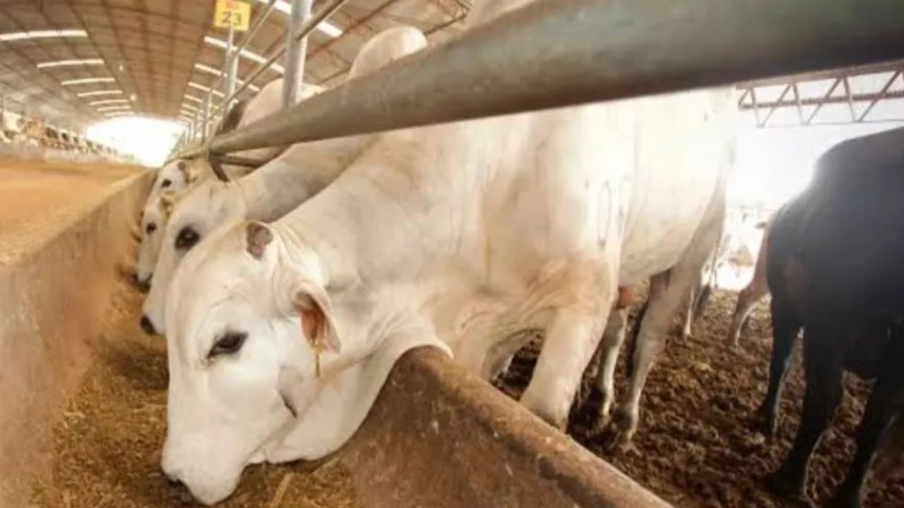 Confirman primer caso de gusano barrenador en Oaxaca; reportan cinco animales afectados