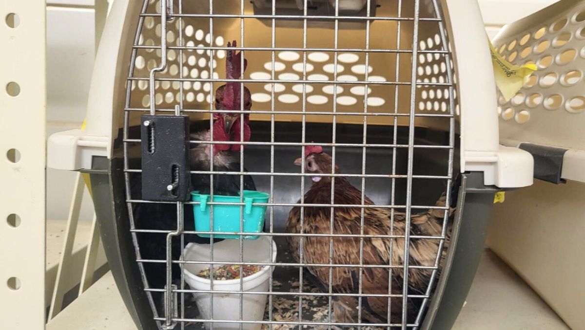 Durante la inspección encontraron una bolsa de 100 chinches vivas, además de aves vivas y huevos crudos. (Lucía Cisneros)