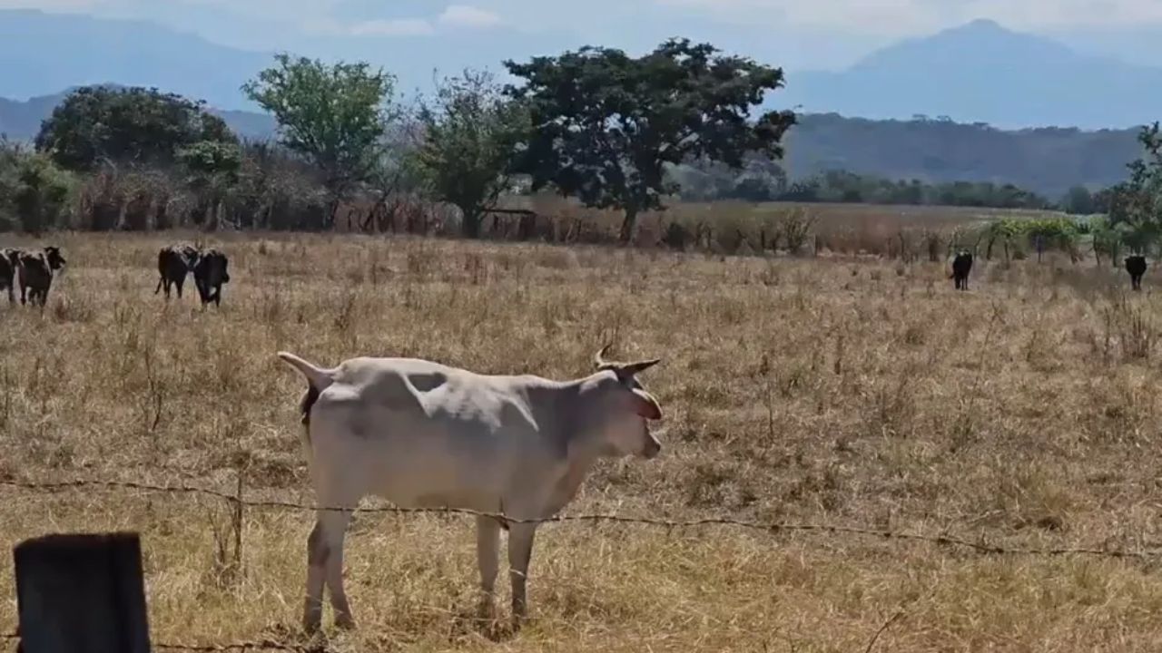 Se registra segundo caso de miasis por gusano barrenador en Chiapas