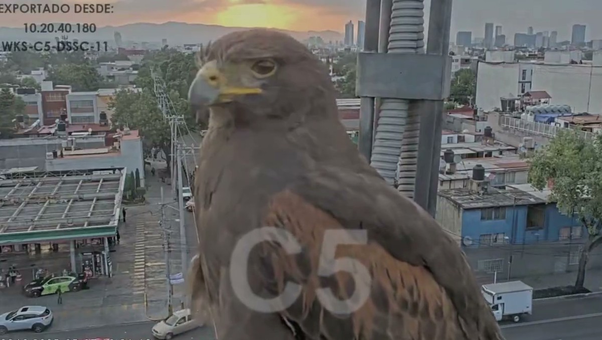 El águila fue vista al atardecer cerca de una cámara del C5 en la alcaldía Cuauhtémoc. | @guerrerochipres