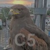 El águila fue vista al atardecer cerca de una cámara del C5 en la alcaldía Cuauhtémoc. | @guerrerochipres