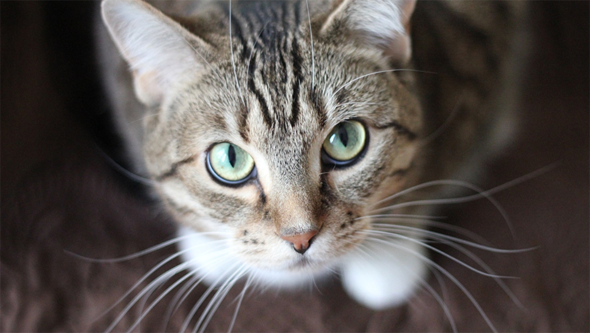 Atacan a disparos a gatita en Santiago Miahuatlán, Puebla | Archivo Milenio