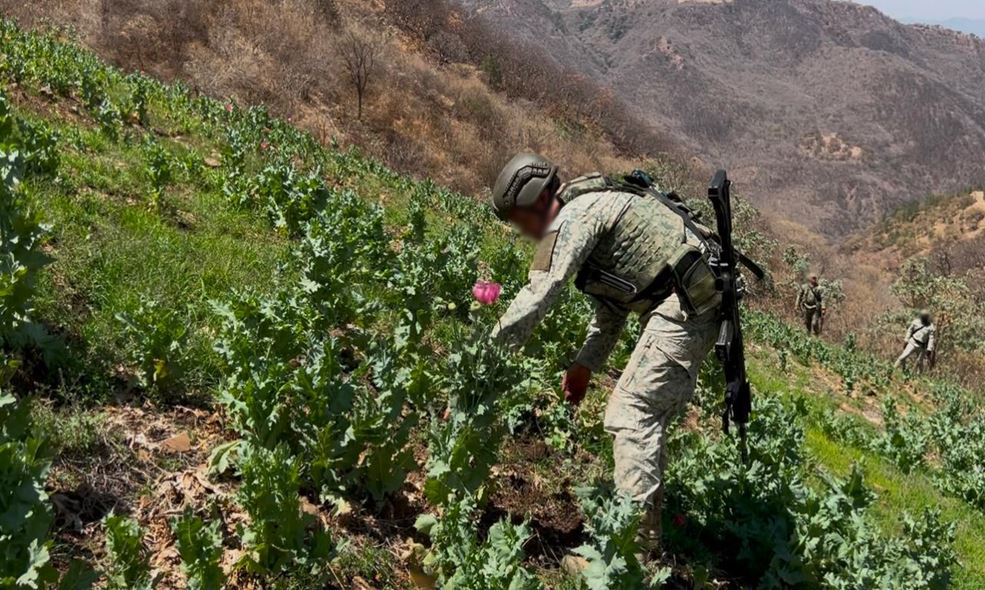 Destruyen plantíos de amapola y mariguana en 5 estados. | SSPC
