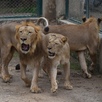 El zoológico alberga actualmente 29 leones | AFP