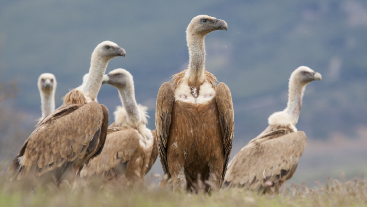 El equipo de expertos trató de rescatar a los animales que estaban en estado crítico. (Freepik)
