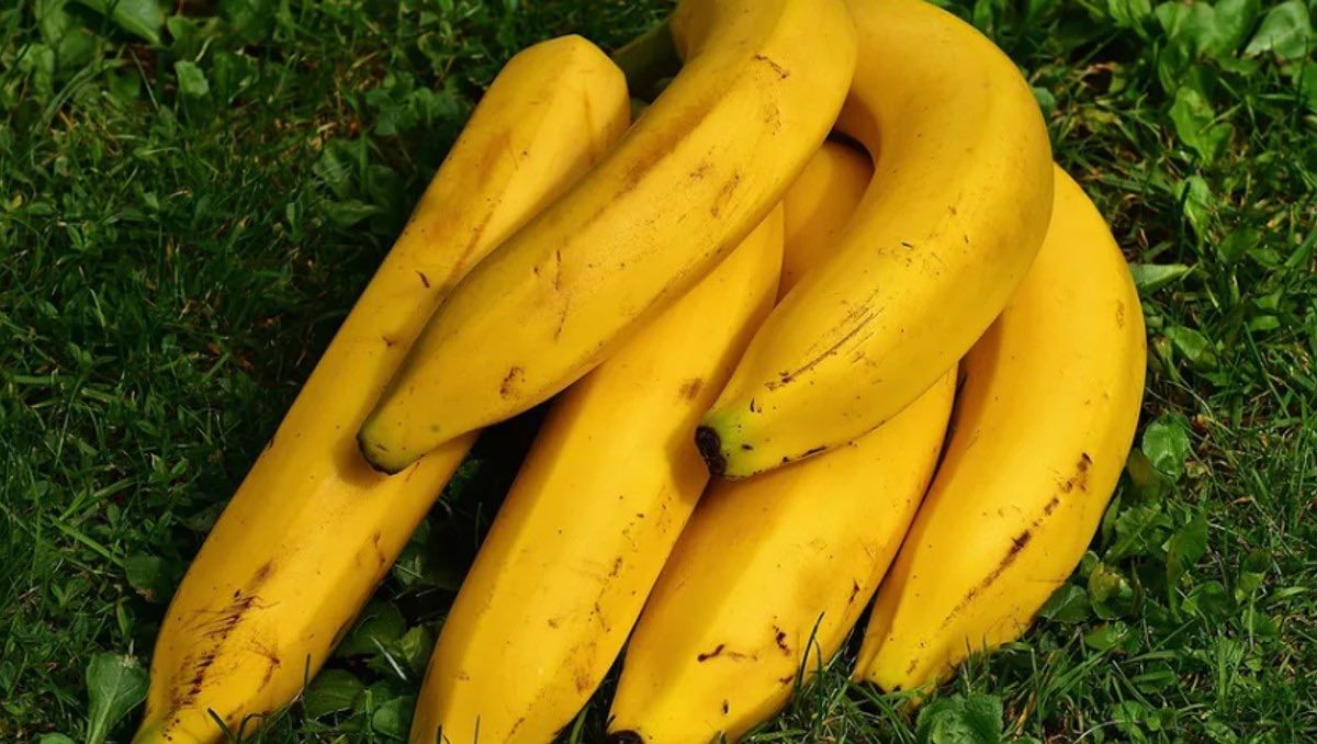 Plátanos que no se oxidan ya son una realidad. | ESPECIAL