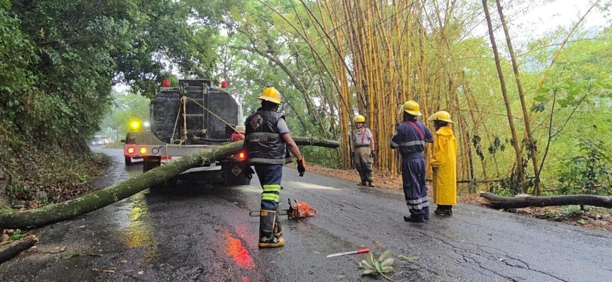 Las lluvias provocaron la caída de ramas y árboles en varias localidades de Veracruz. | Foto: Especial