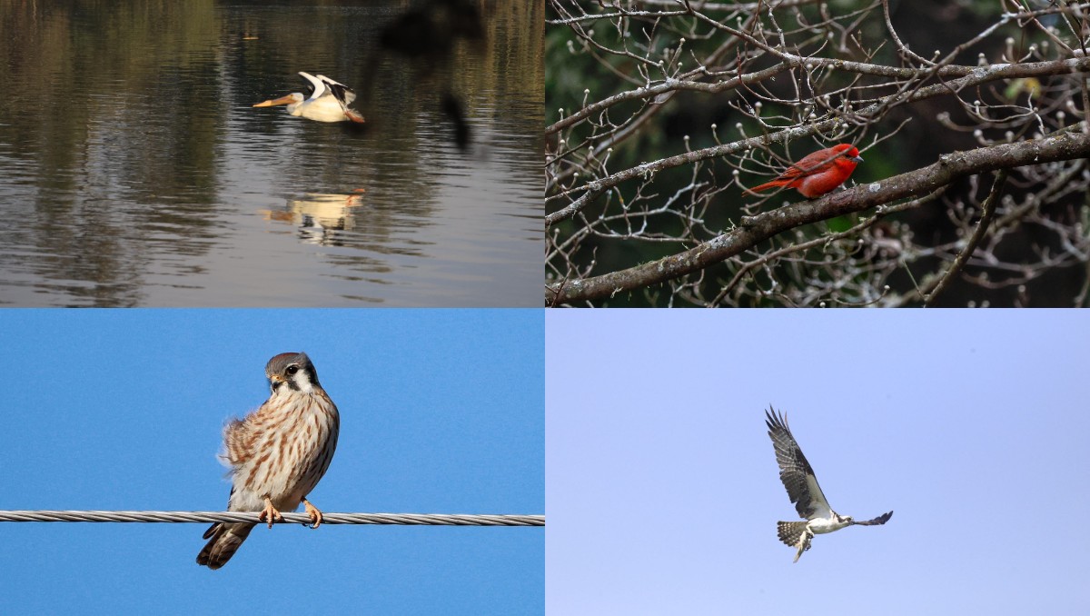 Campaña del Día Mundial de las Aves Migratorias 2025 | Especial