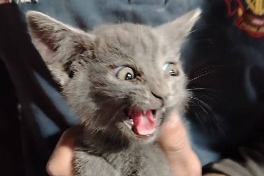 El felino, visiblemente asustado y maullando con fuerza, fue detectado por el propietario del vehículo. (Especial)