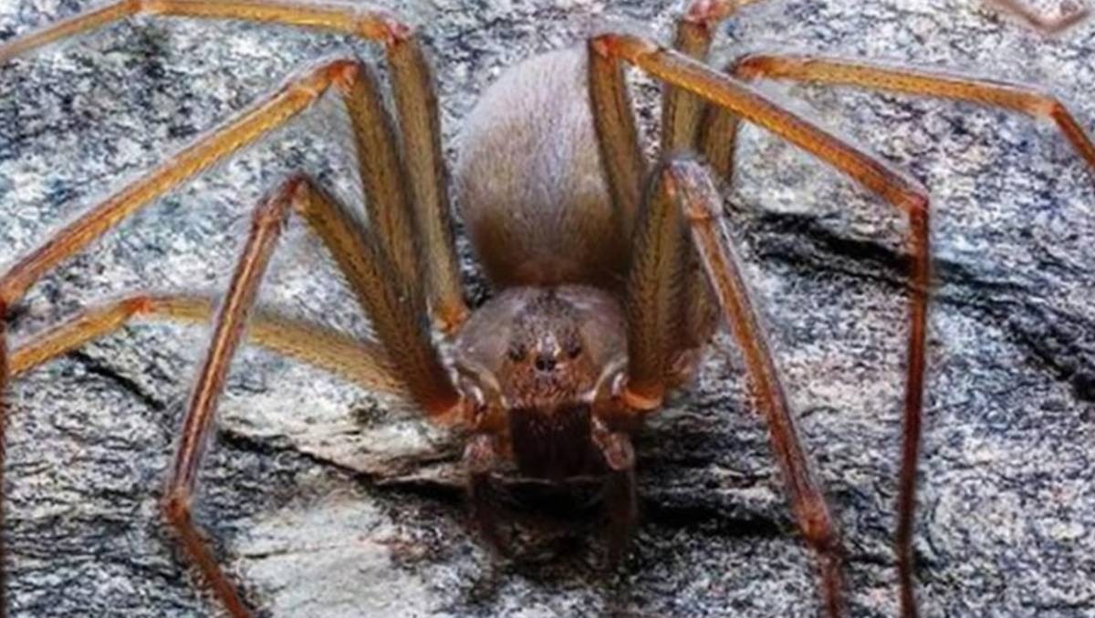 La araña violinista es una especie más activa durante la temporada de calor en México | Especial