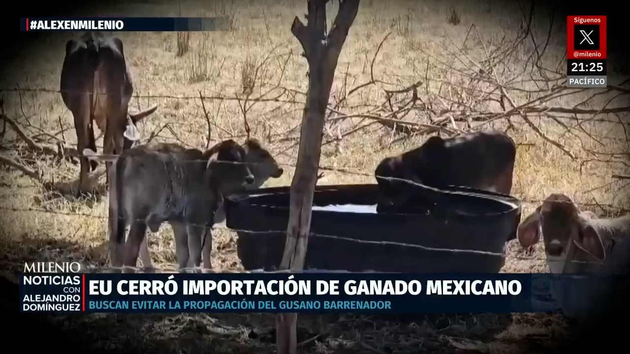 Crisis sanitaria obliga a EU a cerrar frontera con México por plaga peligrosa