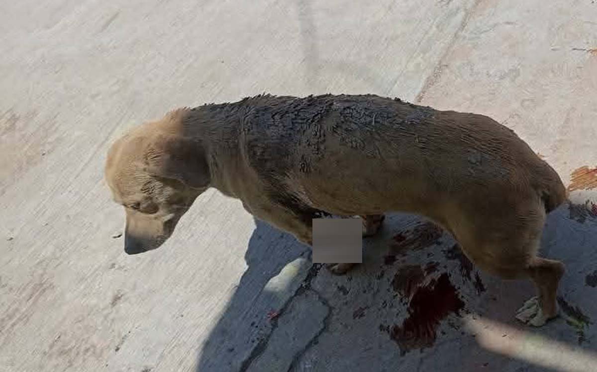 El perrito tuvo que ser sometido a cirujía. l Especial