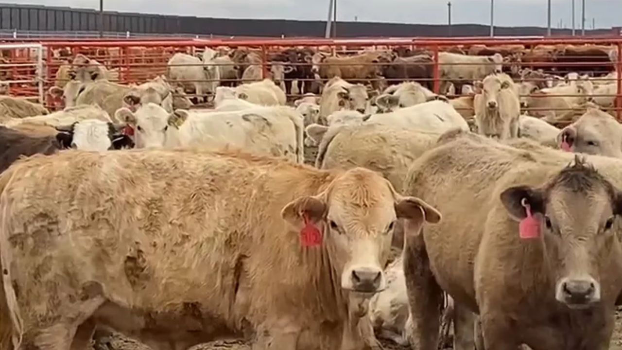 Ganado en frontera norte es regresado a su lugar de origen tras cierre a exportaciones con EU