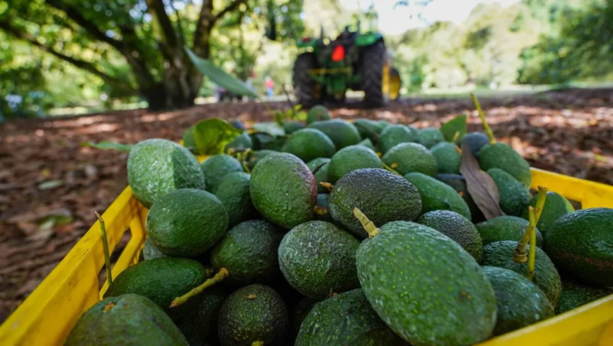 La industria del aguacate ha sido afectada gravemente por los cárteles | Cuartoscuro