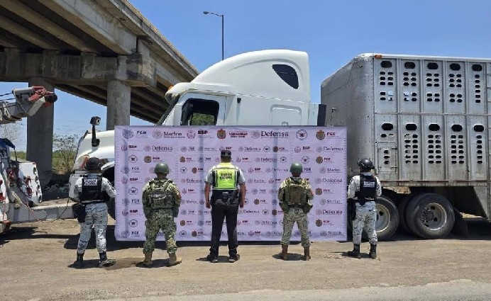 Interceptan tráiler con 69 vacas en Tampico Alto; eran robadas.