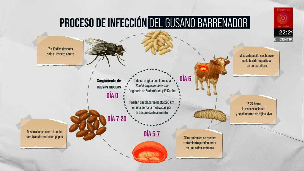 México lanza dura crítica a EU por el Gusano Barrenador y sus efectos en el ganado