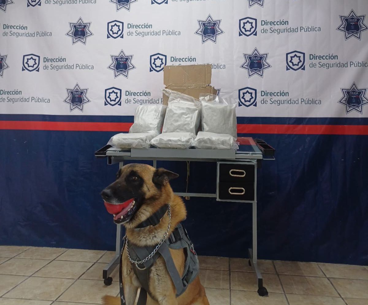 Noa, agente canino. | Especial
