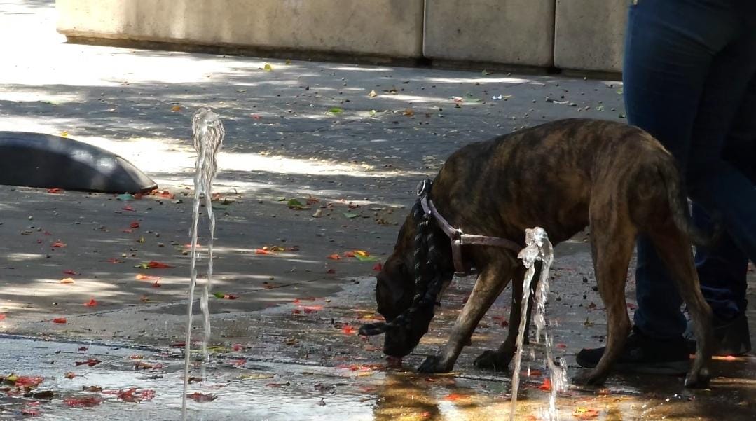 Los perritos parecen las inclemencias del calor. ( Roberto Hurtado)