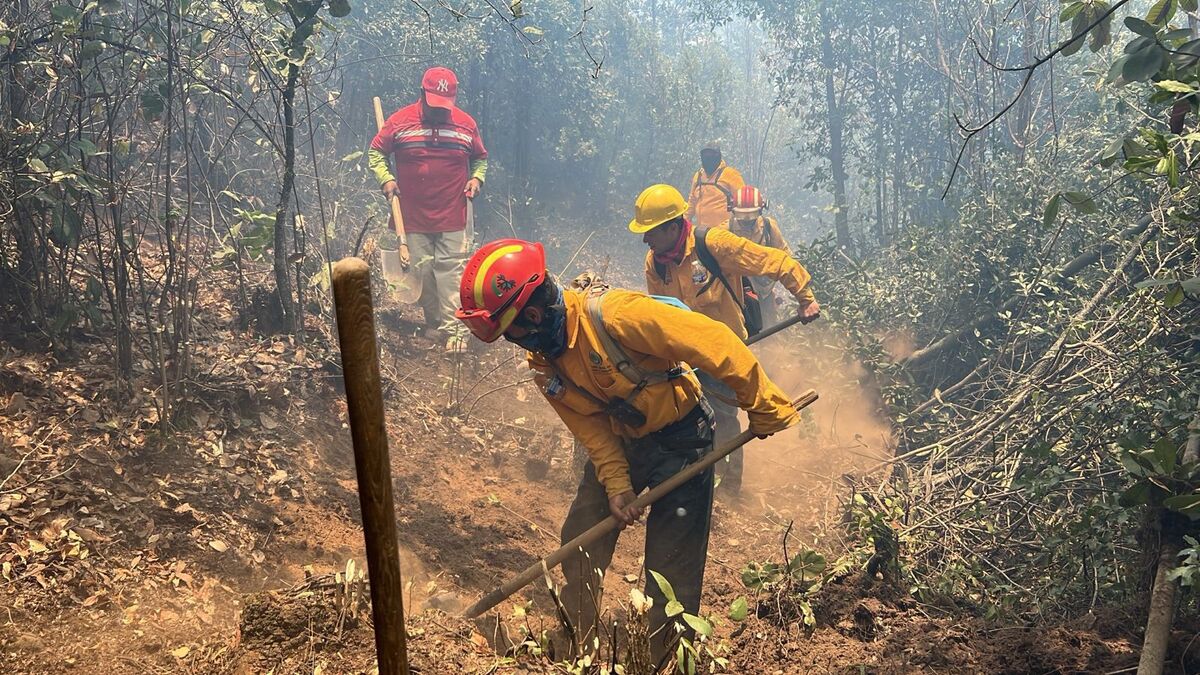 Preliminarmente, los incendios consumieron 665 hectáreas de bosque. | Foto: Especial