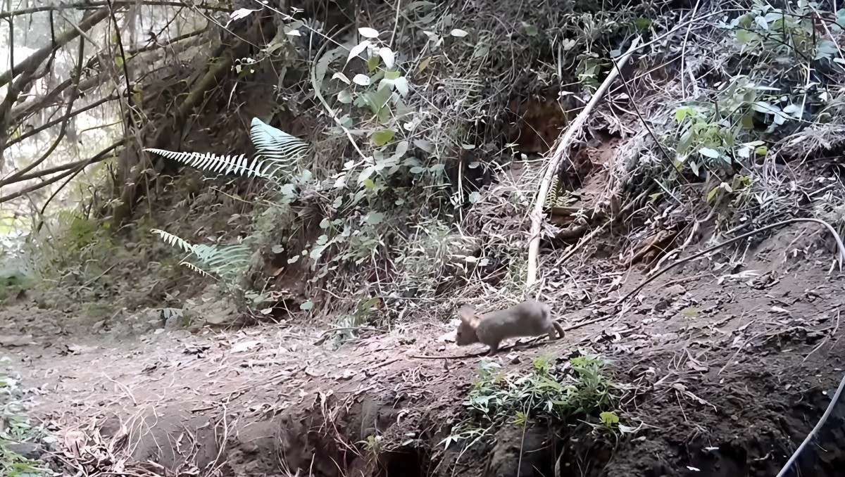 Redescubren al conejo de Omiltemi en Guerrero tras más de un siglo sin registros | Foto: @SEMARENgro