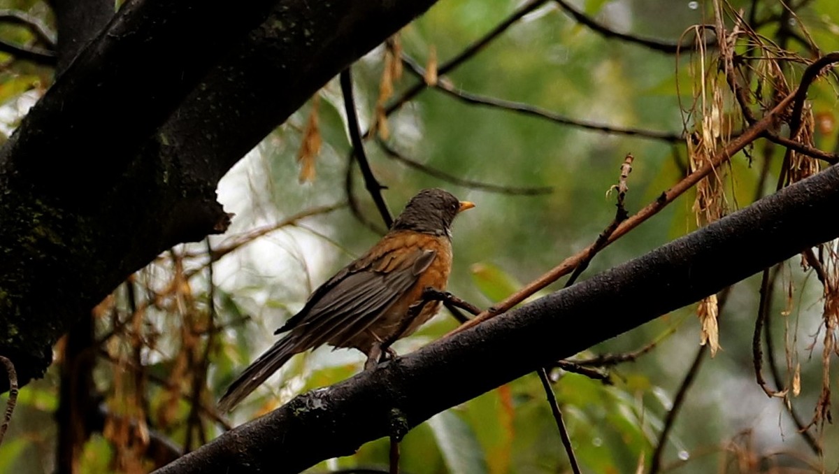 1 de cada 8 aves están en peligro de extinción. | Foto: Javier Ríos