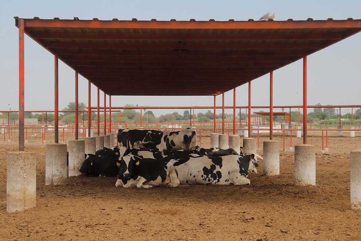 Coahuila solicita cierre de frontera sur contra gusano barrenador.| Manuel Guadarrama