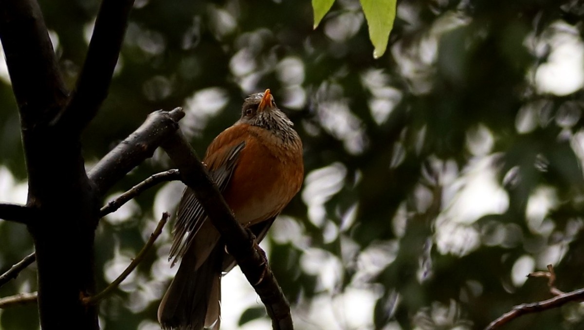 Se estima que 4 de cada 5 especies de aves, son incapaces de prosperar en espacios dominados por el humano. |  Foto:Javier Ríos