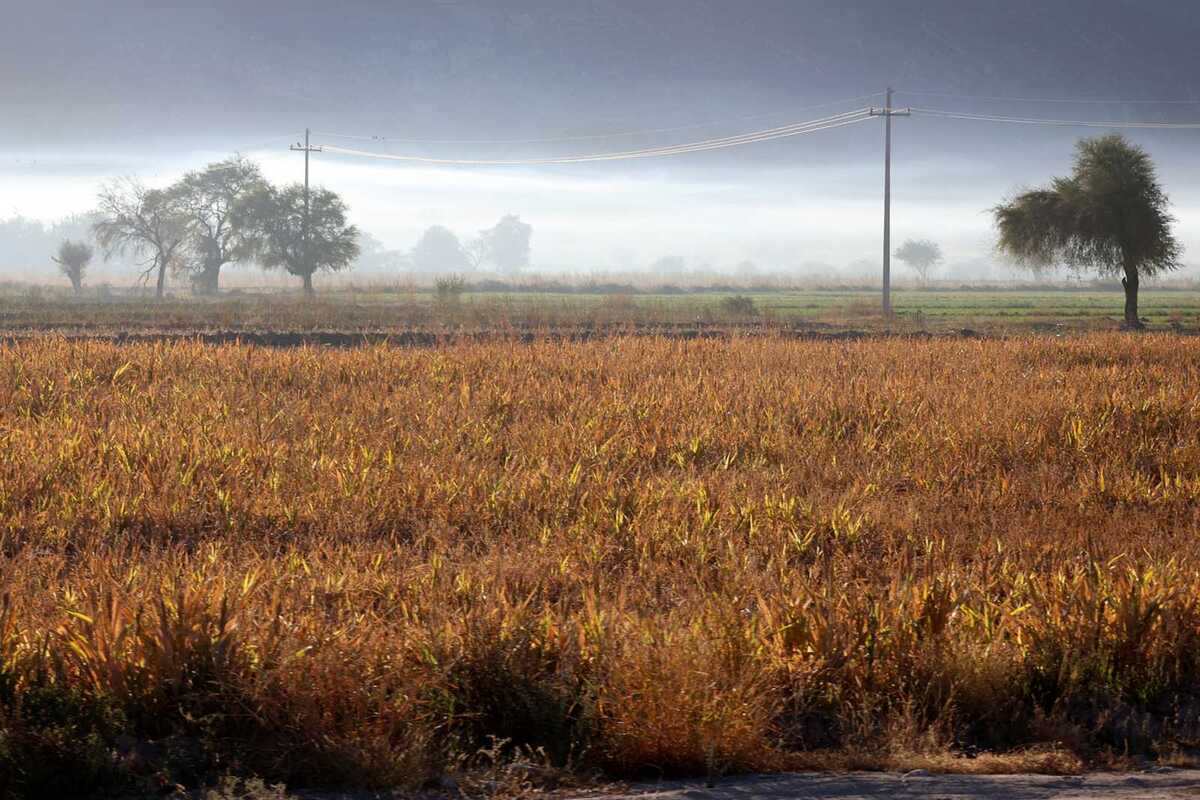 Exponen que serán 18 mil hectáreas las que se sembrarán.| Rolando Riestra