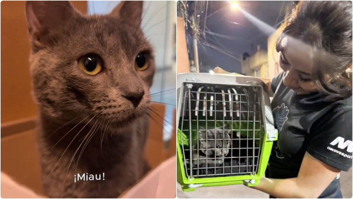 El felino fue dejado en una transportadora al interior de una unidad. (Foto: Captura de pantalla)