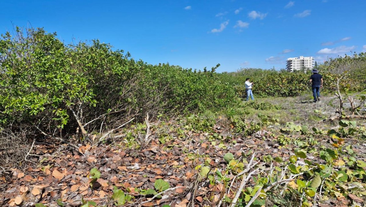 Manglares son lotificados ilegalmente en municipio de Sisal, Yucatán | Especial