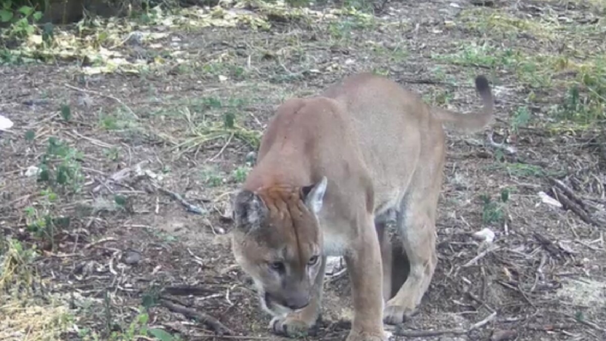 El puma ha sido avistado en distintas zonas de la Reserva de Metztitlán.