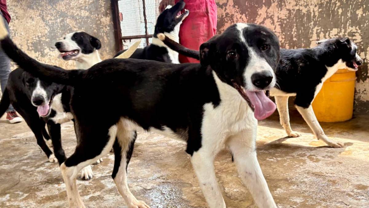 Perritos fueron rescatados de un predios en el municipio de Ixtapaluca. | Especial